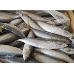 A Grade 50g-60g Pacific Mackerel Fresh Frozen Seafood