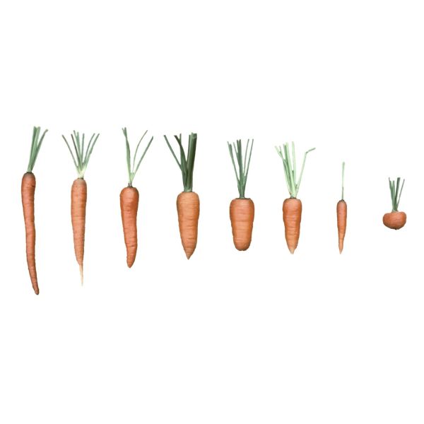 HWFT Carrot Sorting Machine AI RGB Carrot Sorter PLC Control