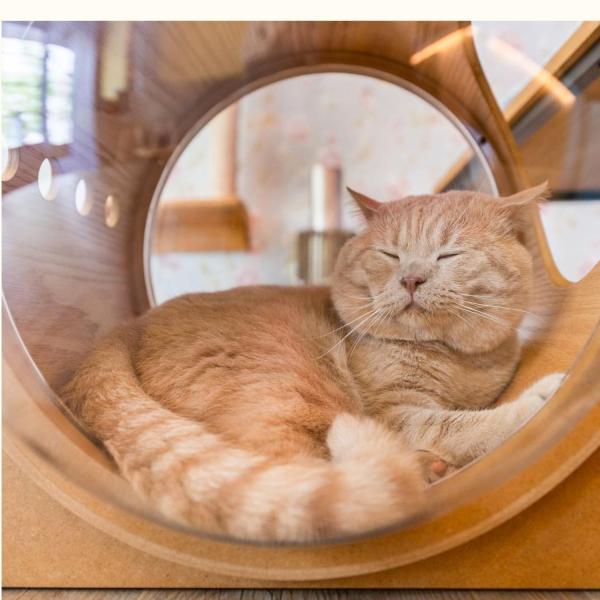 Outdoor Semi Enclosed Space UFO Cat Bed Acrylic Glass Capsule Bedding