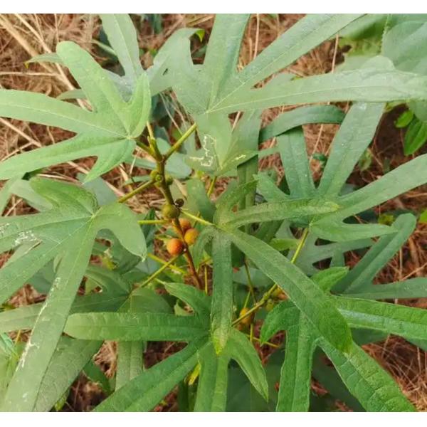 Herbs Five Fingered Peach Chinese Herbal Supplements OEM ODM