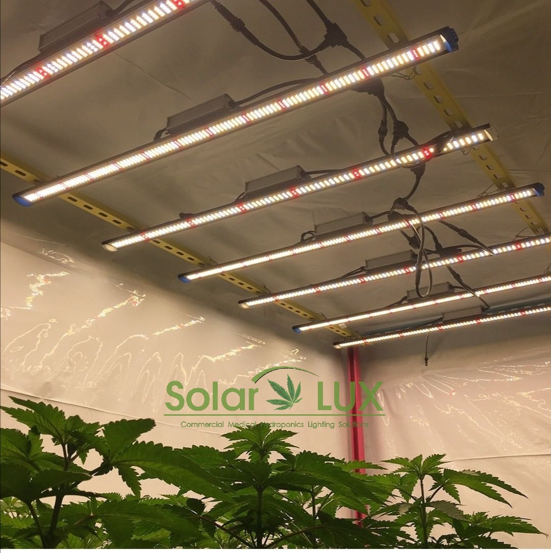 Quality UL8800 Full Spectrum LED Grow Lights 90Watt Horticultural Lighting wholesale