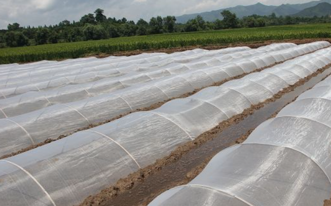 3m Insect Net Mesh 50 Mesh To Protect Fruits Bug Mesh Netting