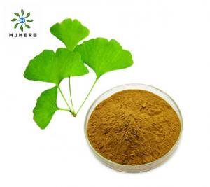 Quality Water SolubleNatural Ginkgo Biloba Leaf Extract Powder wholesale
