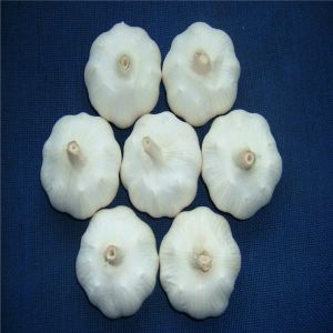 Quality BIG SIZE WHITE GARLIC wholesale