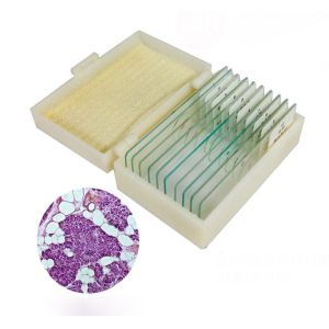 Quality Medical Education Used Fixed Plant Leaf Prepared Microscope Slides Set wholesale