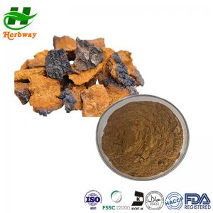 Quality Chaga Mushroom Extract Powder Polysaccharide Balance Metabolic Systems wholesale