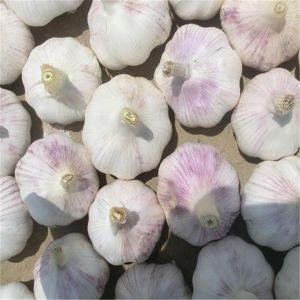 Buy cheap 2017 NEW CROP FRESH GARLIC from wholesalers