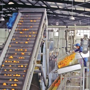 3 In1 Automatic Citrus Fruit Juice Processing Machine