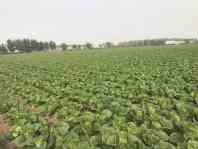 Quality Full Nutrients Raw Green Cabbage / Chinese Green Cabbage Japan Standard wholesale