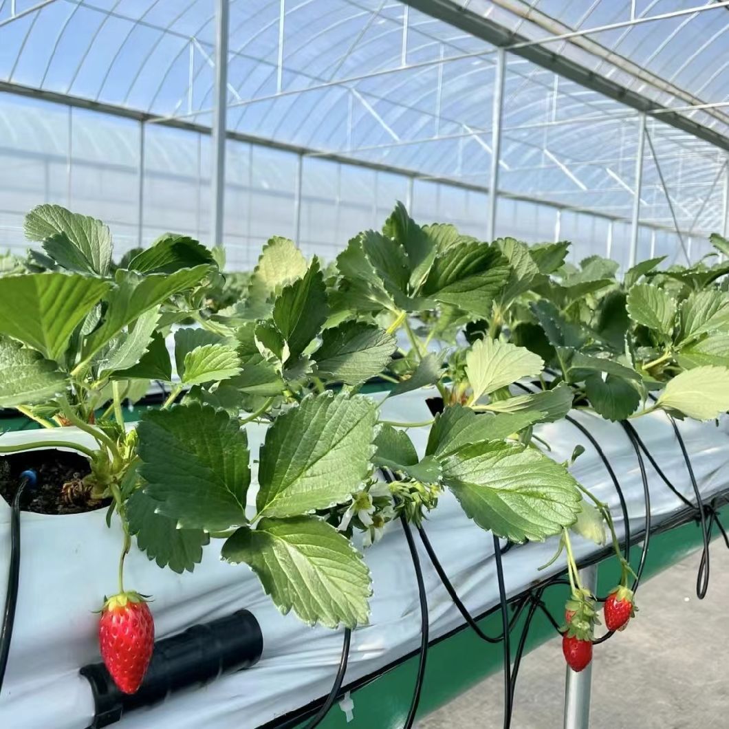 Multi-Span Film Greenhouse with Shading System for Grass Planting