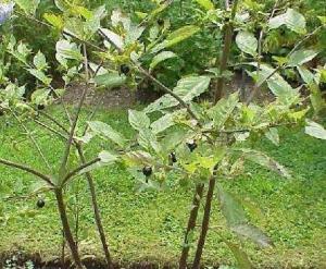 Quality Atropa belladonna L whole plant Belladonna Herb chinese medicine Dian qie wholesale