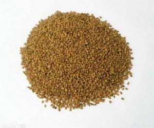 China Common Fenugreek Seed Trigonella foenum-graecum L semen Hu lu ba on sale