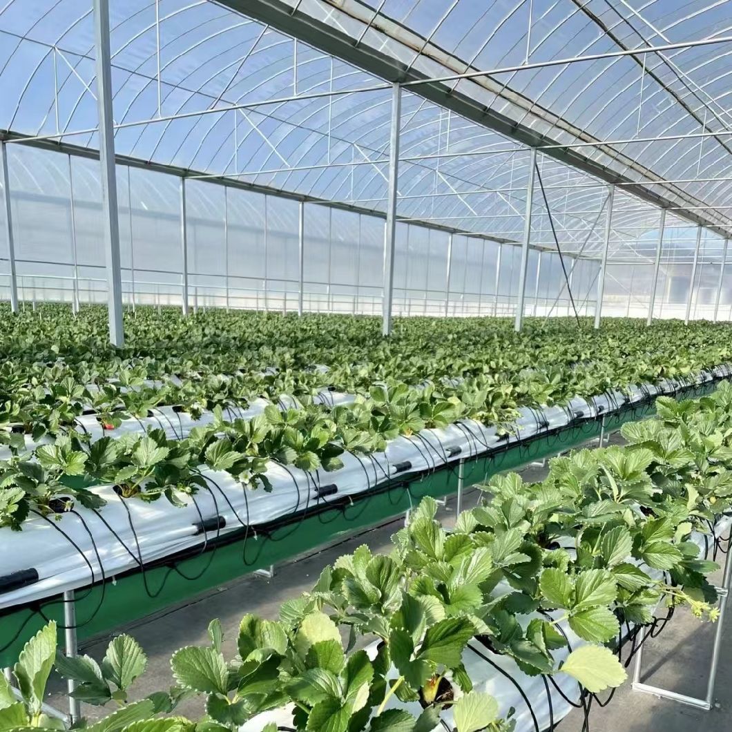 Multi-Span Tunnel Po Film Greenhouse
