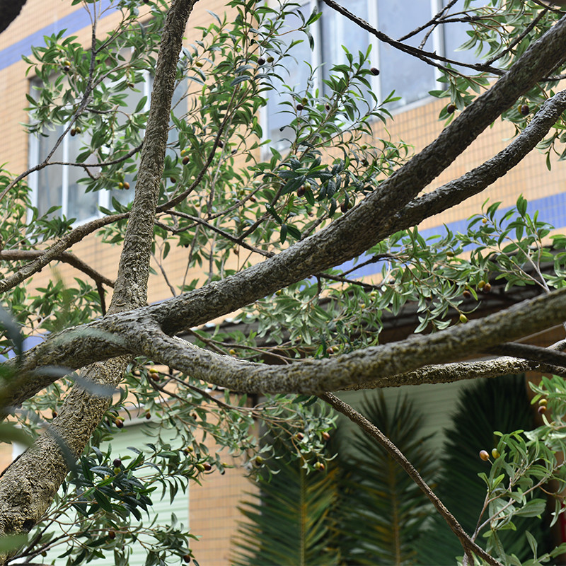Factory Priced Large Artificial Olive Tree Huge Ornamental Fiberglass Tree for Indoor Restaurants and Shopping Malls Decor