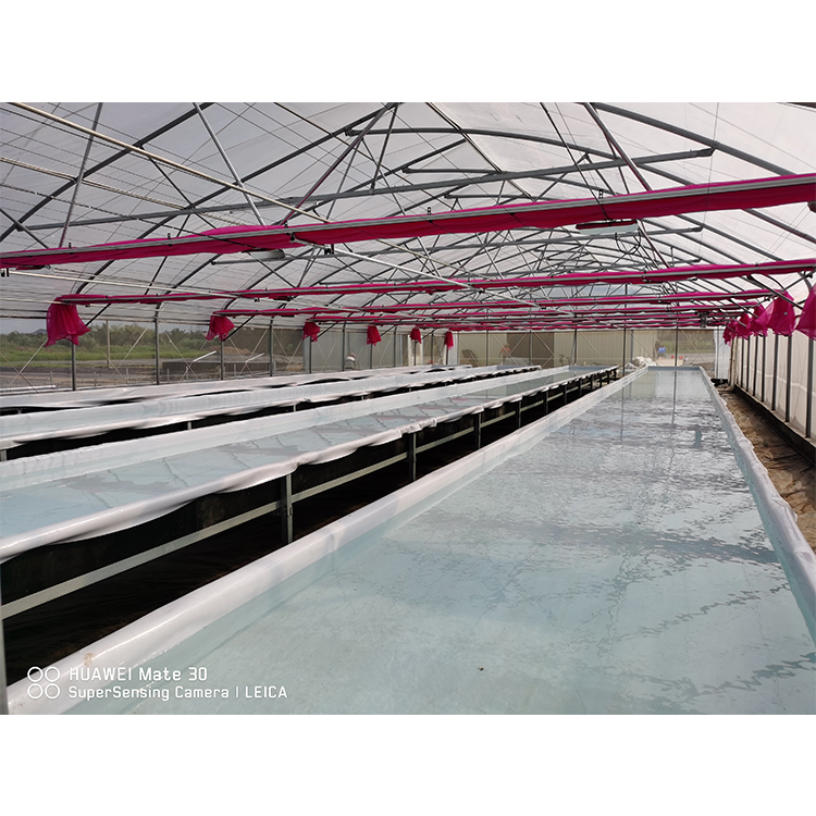 Film Covered Greenhouse Hydroponics System Agricultural DWC Hydroponics System