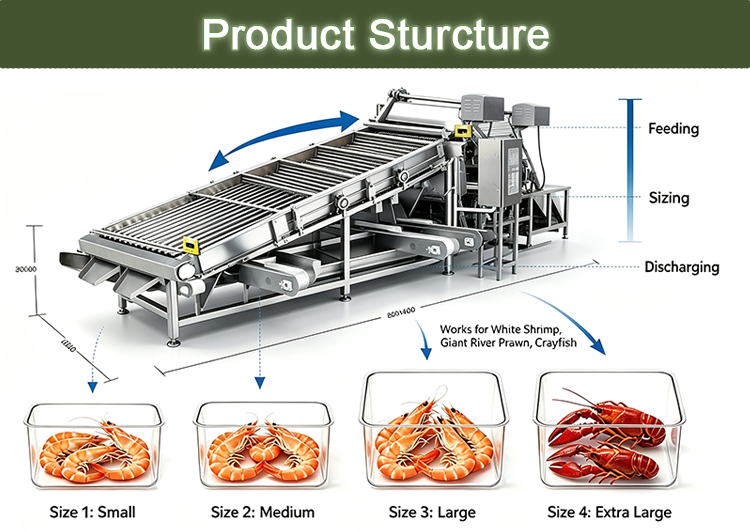 Stainless Steel Roller Type Prawn Grader Automatic Shrimp Sorting Machine for Raw and Cooked Seafood Classification