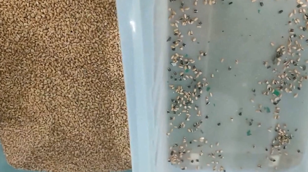 600mm Belt Width High Capacity Juniper Color Sorter Dried Raspberry Blueberry Grain Color Sorting Machine