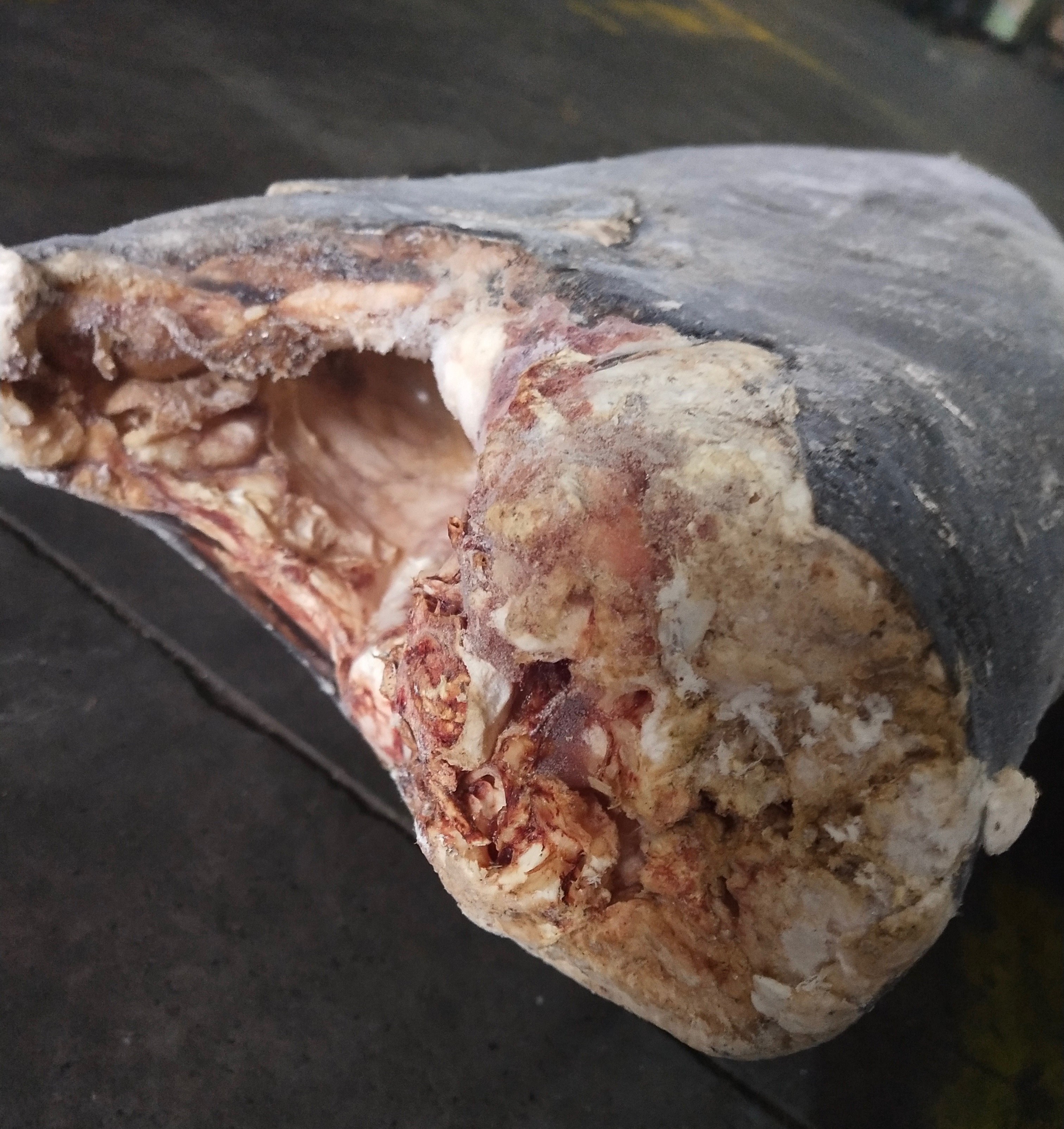 China IQF Super Wholesale Seafrozen Good quality Oilfish Hgt 10kg+