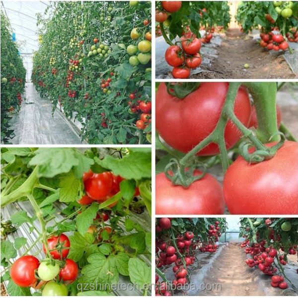 Hot Dip Galvanized Steel Tube Frame Multi Span Agricultural Greenhouse
