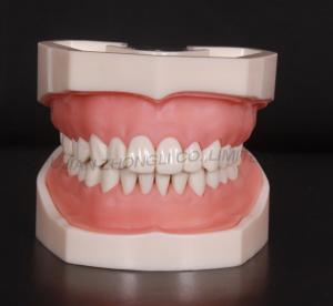 China typodont teeth model with removable screw teeth on sale
