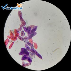 Quality Teaching Biology Histology Glass Slides 30pcs University Students Study Used wholesale