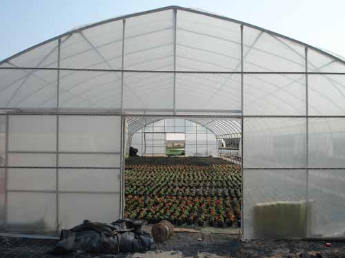 Single Layer Plastic Film Greenhouse Versatile For Agricultural Applications