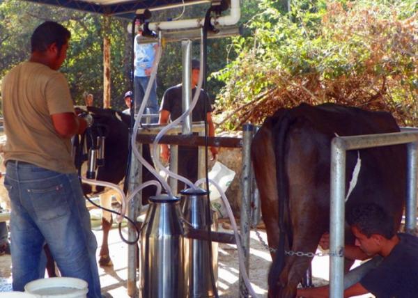 Cheap Small Aluminum Bucket Mobile Milking Machine For Milking Cows , Sheep for sale