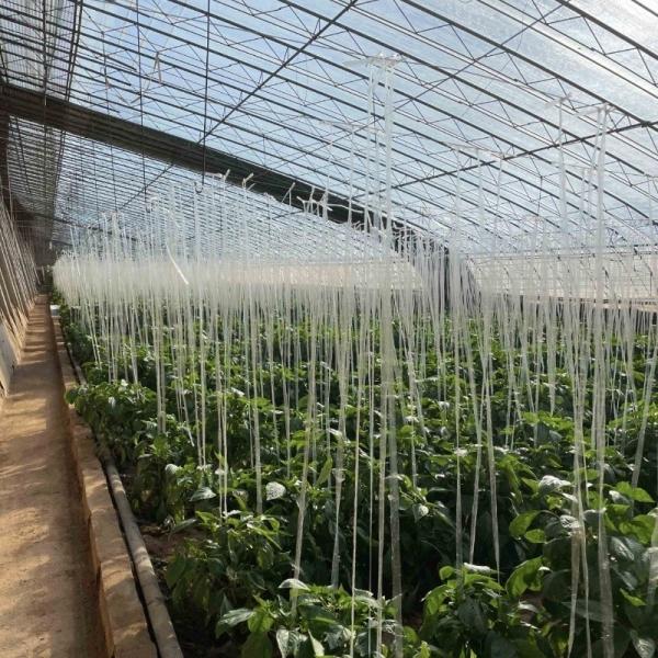 Controlled Environment Aquaponics Hydroponics Growing System for Vegetable