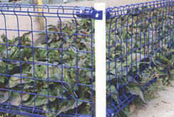 Professional Double Loop Welded Wire Fence/PVC Coated Double Circle Fence