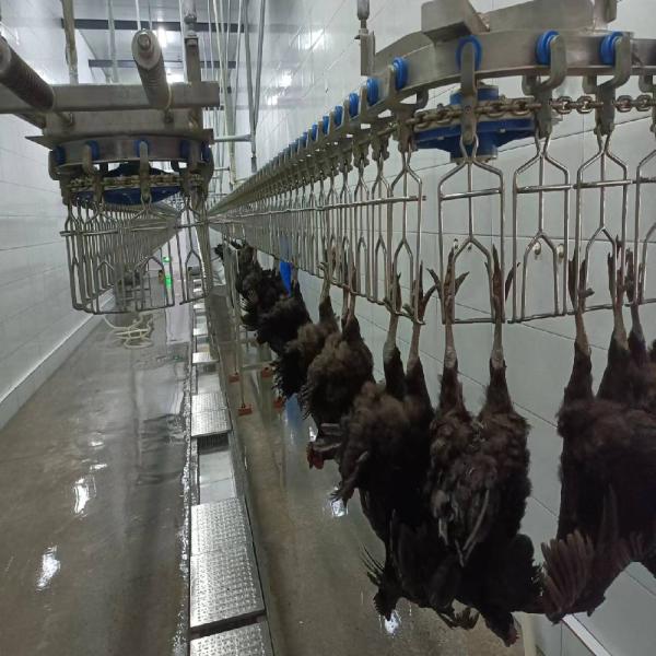 3400KG Halal Poultry Slaughterhouse Equipment Turkey Duck Broiler Chicken Processing