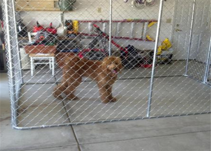 2mm Galvanized Wire Chain Link Dog Kennel 13 Feet X 7.5 Feet X 6 Feet