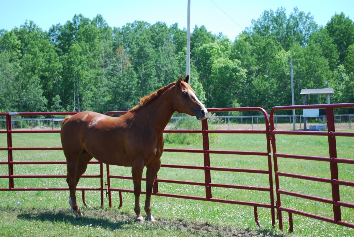 12ft Reg Corral Fence Heavy Duty Galvanized Round Pipe Portable Pens For Horses