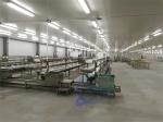 3KW Stable Shrimp Processing Machine 10000x1150x1550mm Practical
