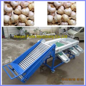 Quality Garlic grading machine , onion sorting machine wholesale
