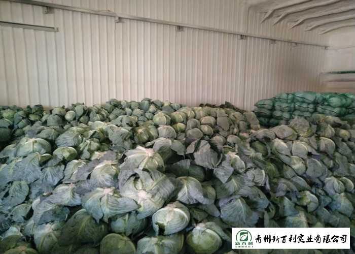 Natural Bright Green Flat Dutch Cabbage , Ball Cabbage Maintaining Enhancing