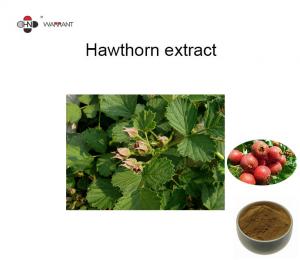 Quality GMP Herb Extract Powder Hawthorn fruit Extract  TLC4:1、 10:1 wholesale