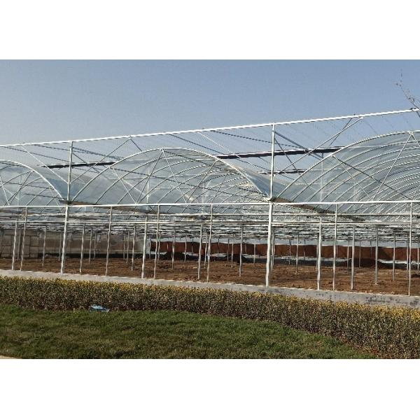 Structure Galvanized Steel Low Cost Green House Multi Span Agricultural Greenhouses For Vegetable Tomato Growing