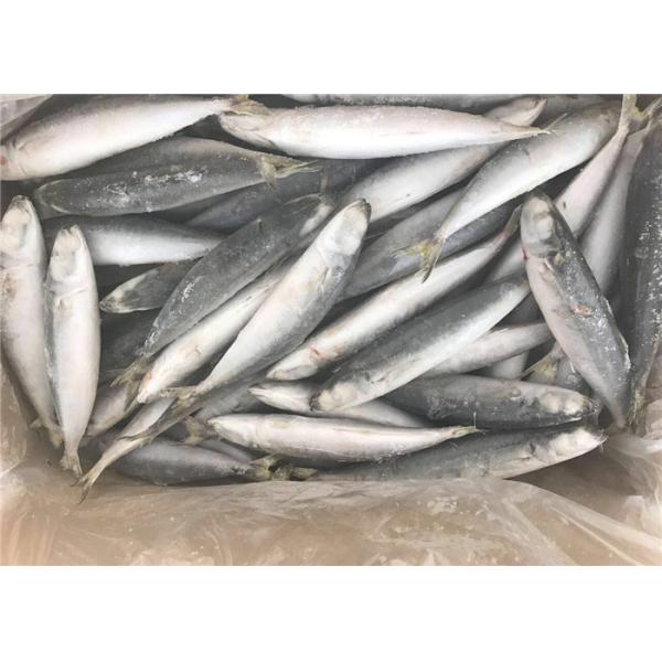 Small Eye Horse Mackerel 500g 1000g Frozen Fishing Bait