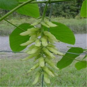 Quality Natural Mucuna pruriens extract for Levodopa 99% L-Dopa wholesale