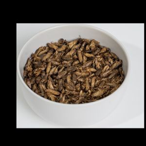 Quality High Protein Dried Crickets Crispy Taste 12 Months Shelf Life wholesale