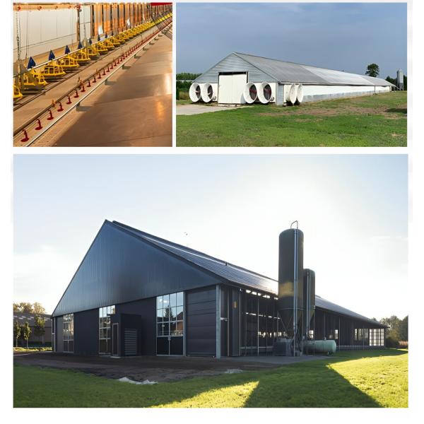 Modern Lightweight Metal Frame Building Poultry Farm Structure