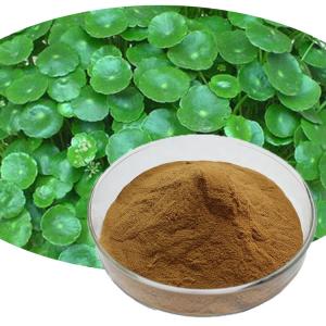 China Organic Herb Extract Centella Asiatica Gotu Kola Powder on sale