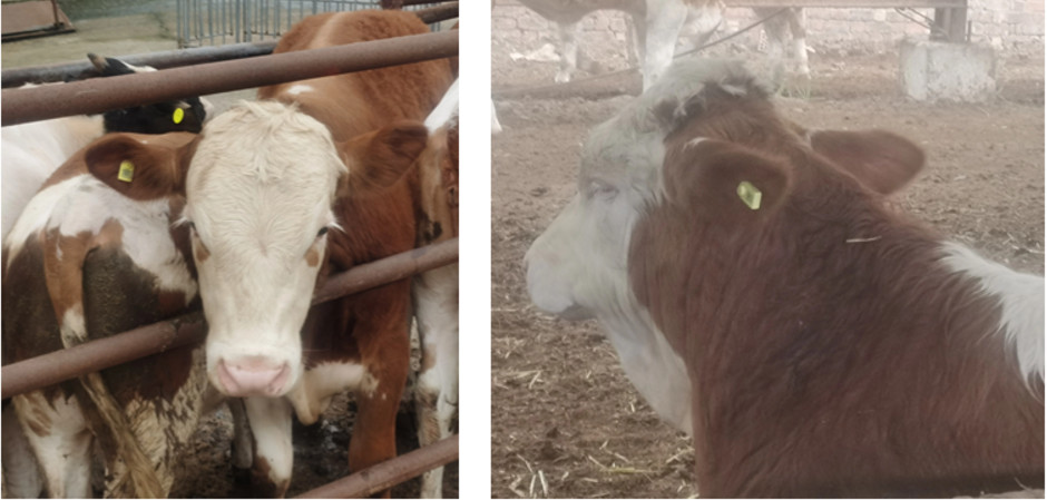 ET960 Smart Temperature-Measuring Ear Tag for cattle farm ranches