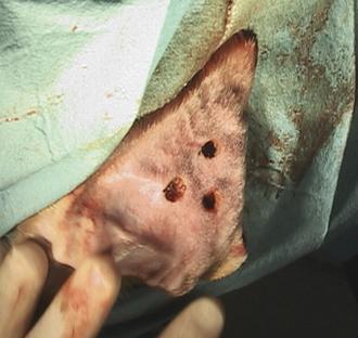 Portable 30watts Laser Therapy For Horses / Veterinary Laser Therapy Equipment