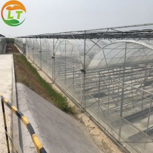 Multi Span Agriculture Greenhouse Height 3m Customized Length 50m