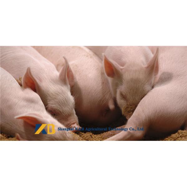 Nutritious Fish Meal Chicken Feed Long Expiry Date Slight Smell And Taste
