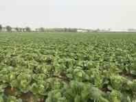 Quality Natural Hue Cabbage Vegetable , Chinese Flat Cabbage Low In Calories wholesale