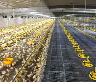 Broiler Chicken Shed Automatic Pan Feeding System