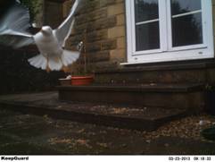 Waterproof IP54 8MP Trial Camera Wildlife Motion Camera KeepGuard 680NV