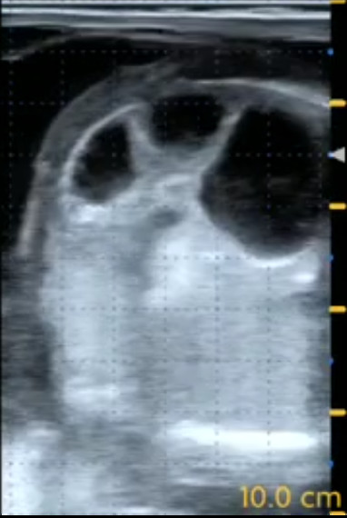 8MHz Veterinary Portable Vet Ultrasound For Equine Bovine